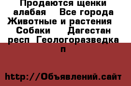 Продаются щенки алабая  - Все города Животные и растения » Собаки   . Дагестан респ.,Геологоразведка п.